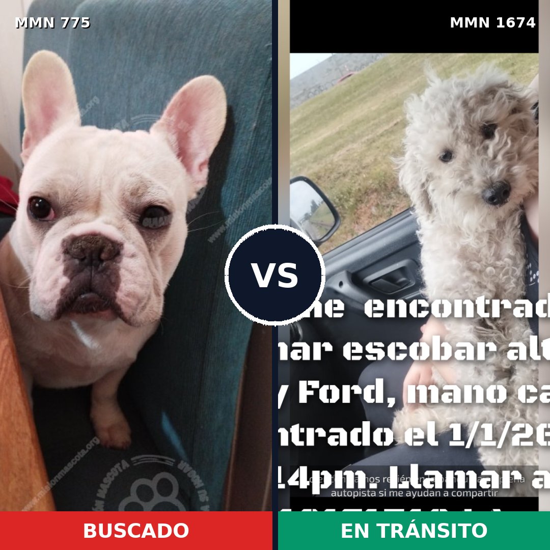Comparativa MMS 36150: mascota perdida y mascota encontrada, 56% de similitud