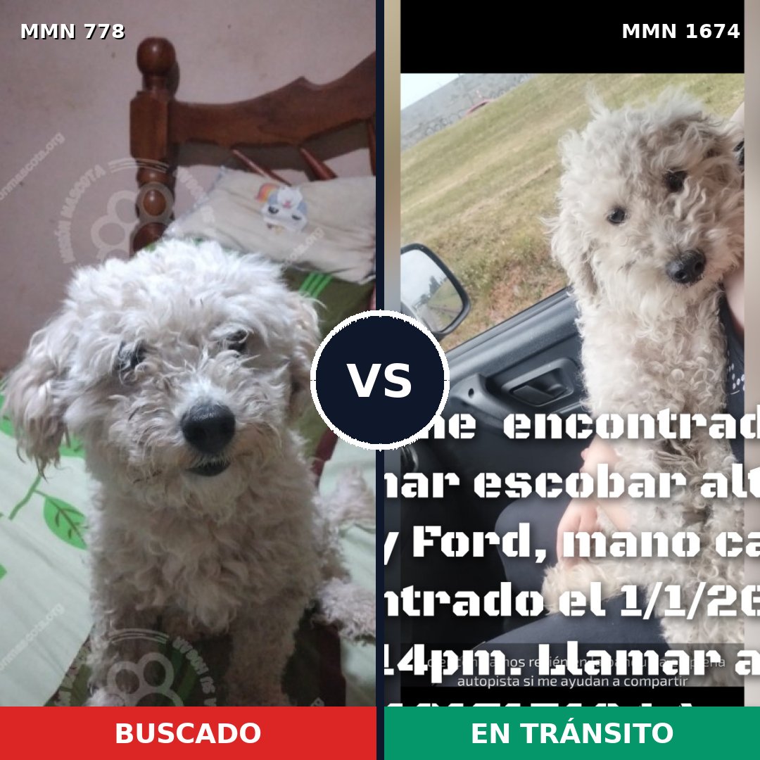 Comparativa MMS 36151: mascota perdida y mascota encontrada, 73% de similitud