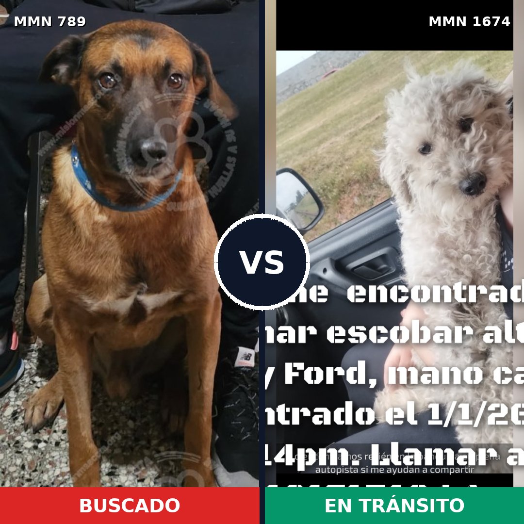 Comparativa MMS 36153: mascota perdida y mascota encontrada, 36% de similitud