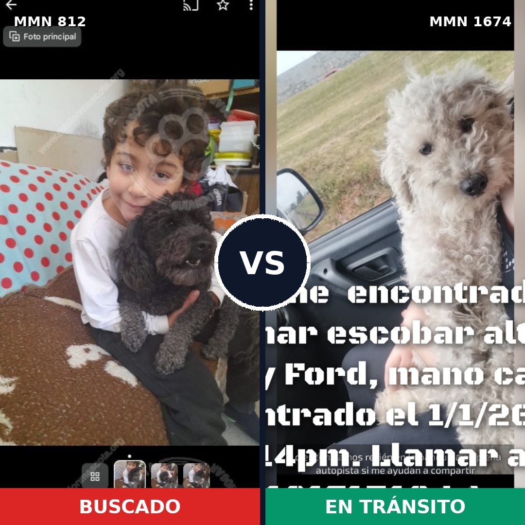 Comparativa MMS 36155: mascota perdida y mascota encontrada, 57% de similitud
