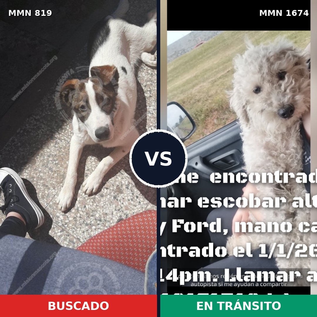 Comparativa MMS 36156: mascota perdida y mascota encontrada, 57% de similitud