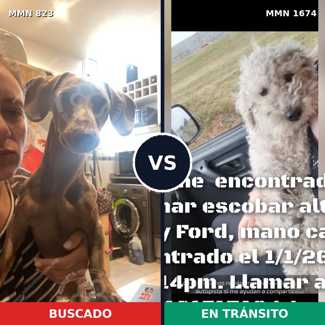 Comparativa MMS 36157: mascota perdida y mascota encontrada, 33% de similitud
