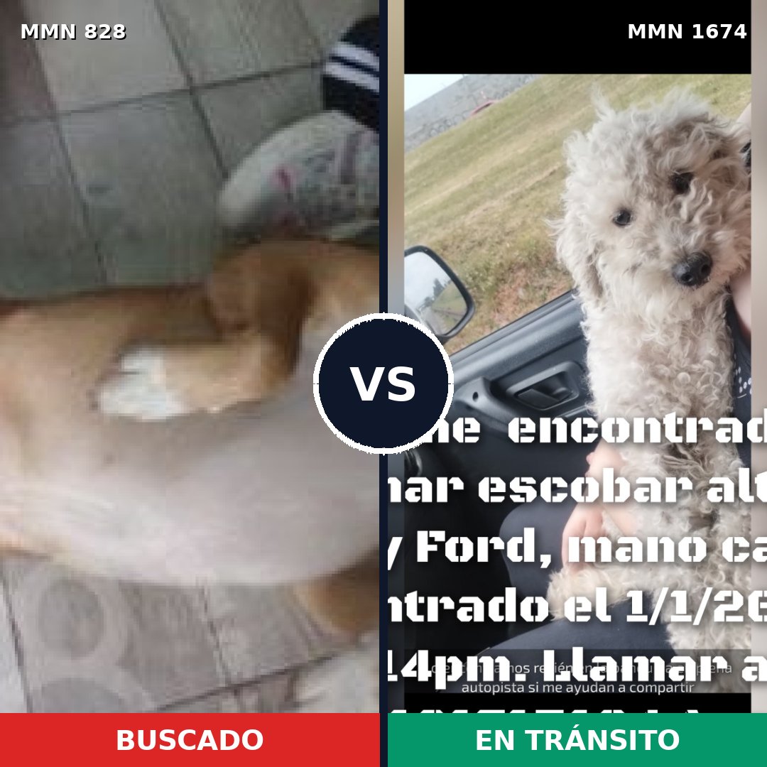 Comparativa MMS 36158: mascota perdida y mascota encontrada, 50% de similitud