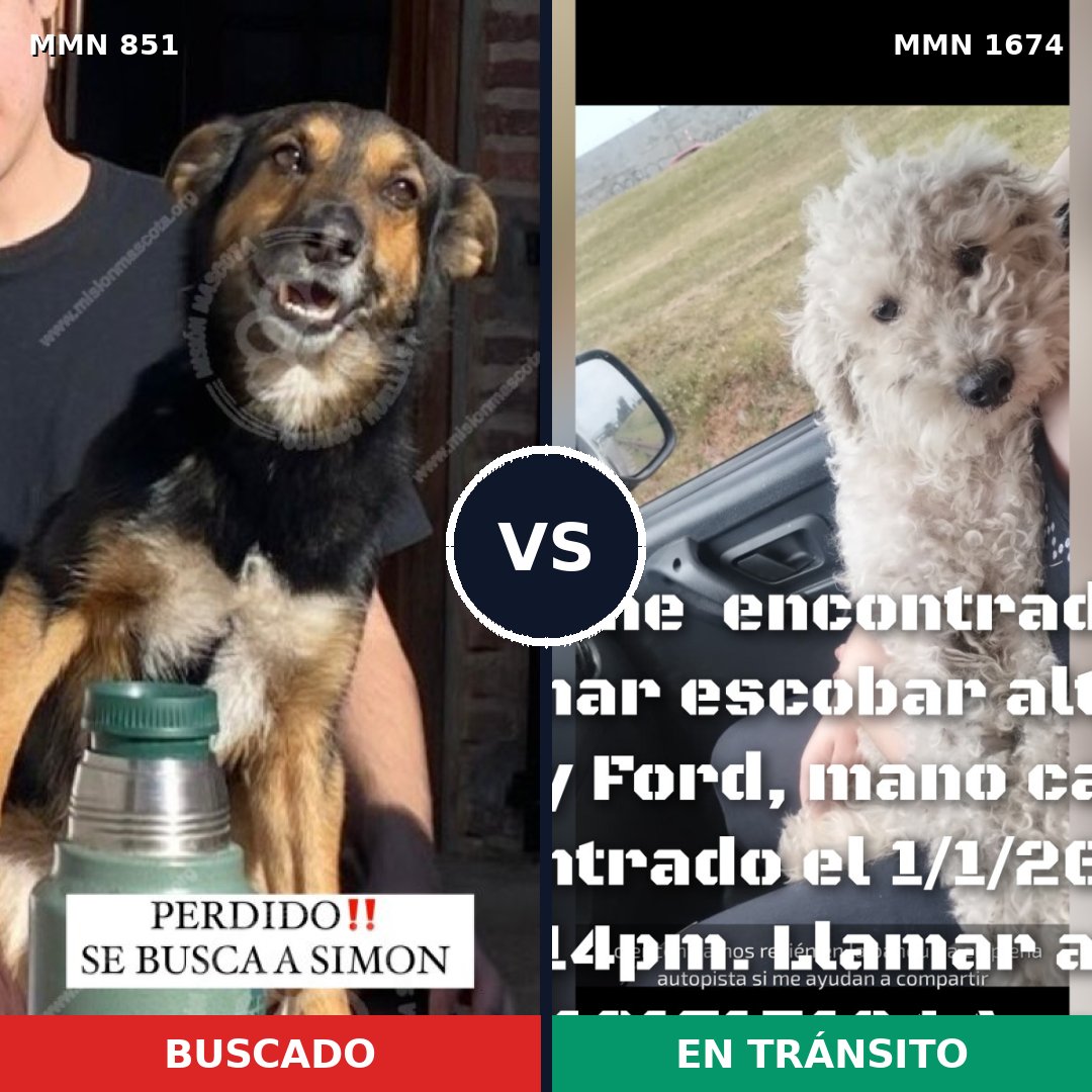 Comparativa MMS 36159: mascota perdida y mascota encontrada, 49% de similitud