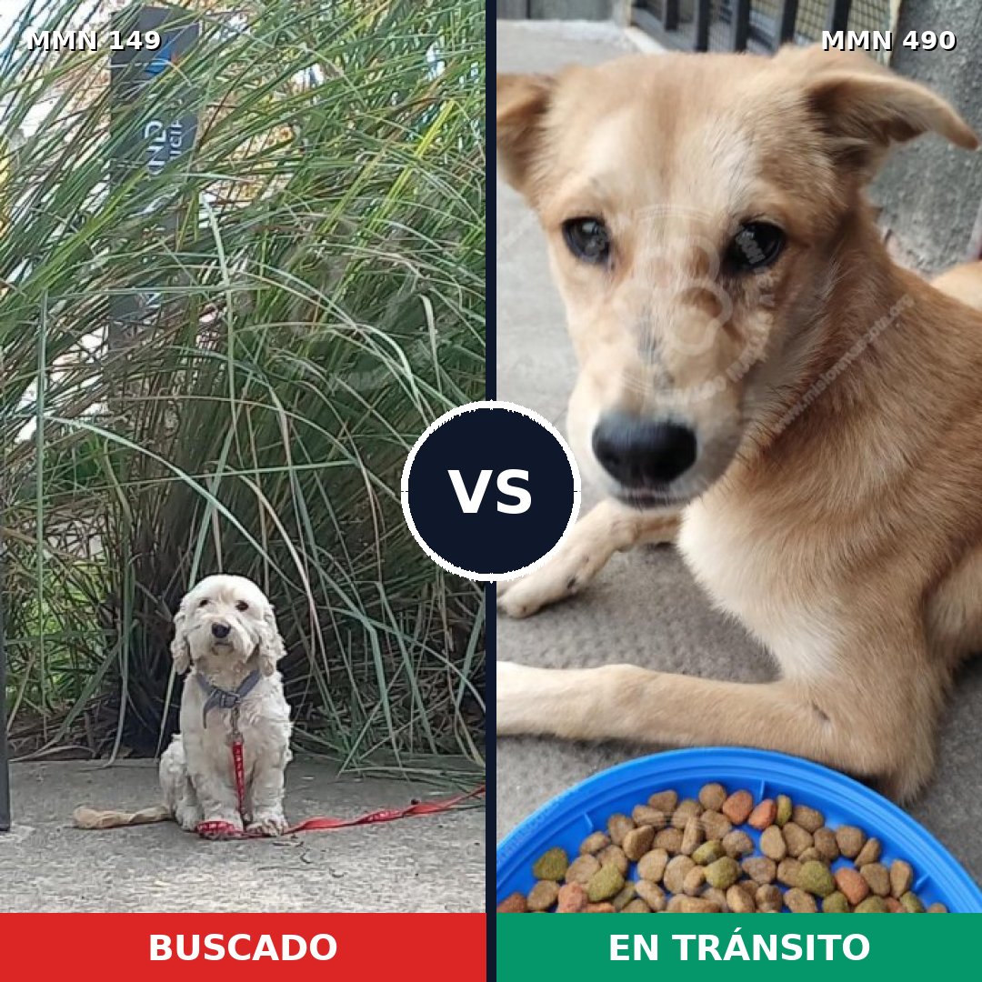 Comparativa MMS 3616: mascota perdida y mascota encontrada, 49% de similitud