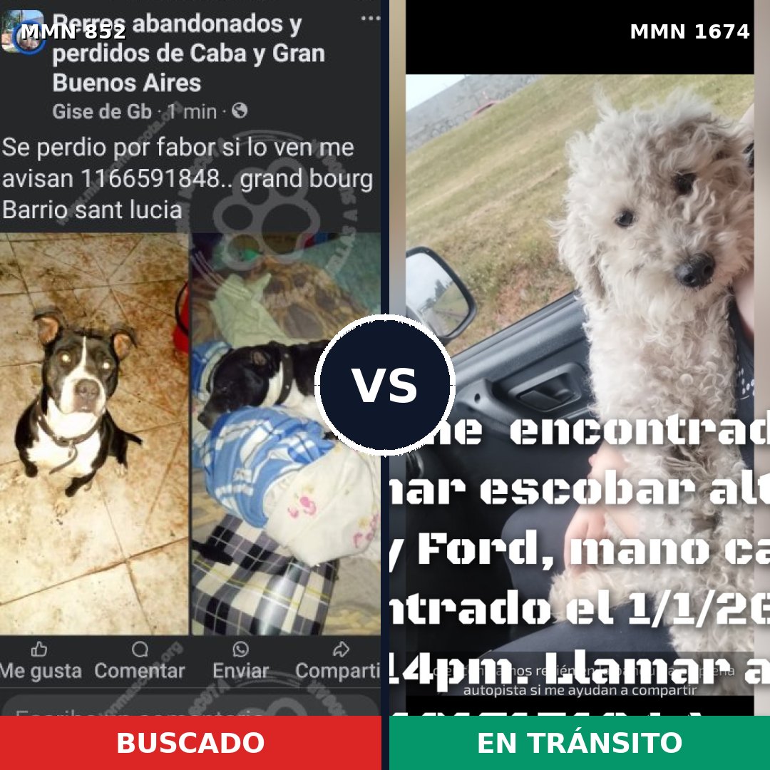 Comparativa MMS 36160: mascota perdida y mascota encontrada, 43% de similitud