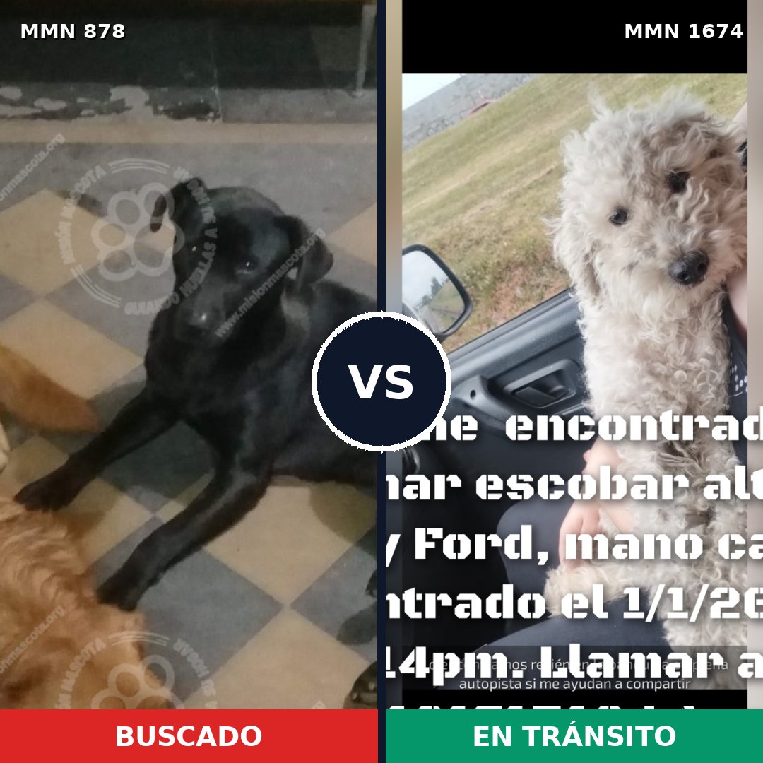 Comparativa MMS 36161: mascota perdida y mascota encontrada, 47% de similitud
