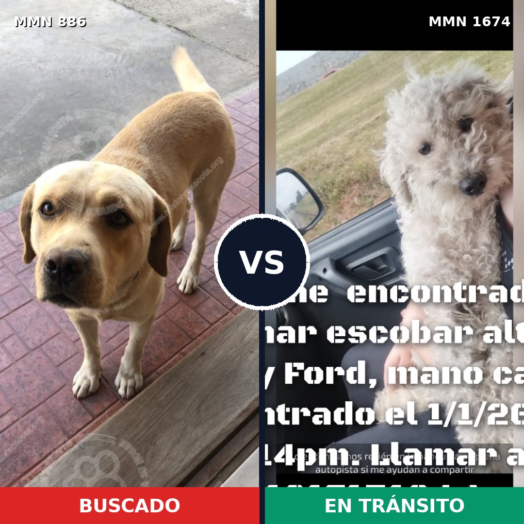 Comparativa MMS 36162: mascota perdida y mascota encontrada, 47% de similitud
