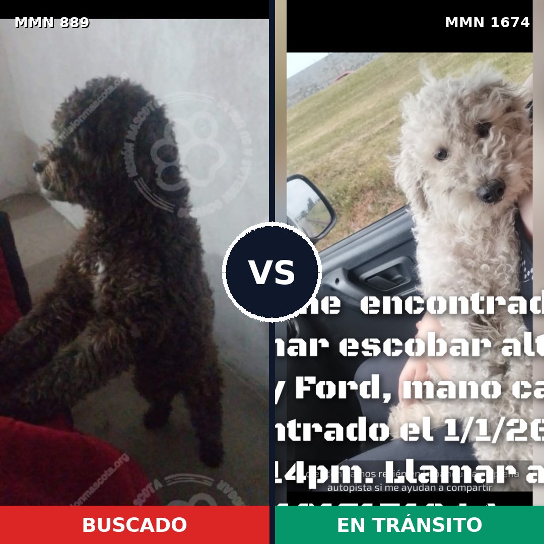 Comparativa MMS 36163: mascota perdida y mascota encontrada, 42% de similitud