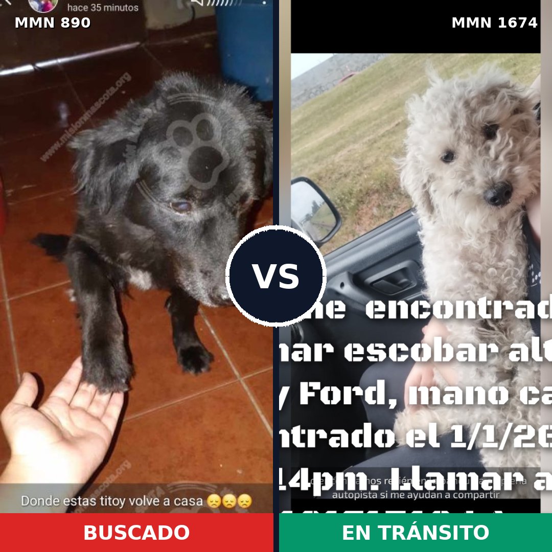 Comparativa MMS 36164: mascota perdida y mascota encontrada, 41% de similitud