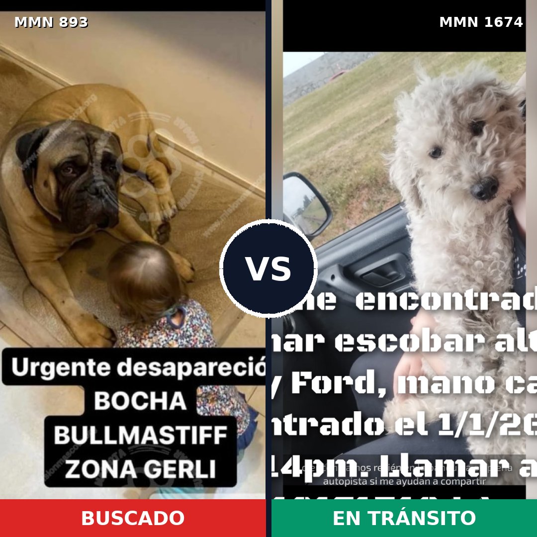 Comparativa MMS 36165: mascota perdida y mascota encontrada, 28% de similitud
