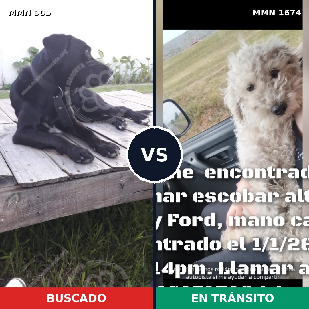Comparativa MMS 36166: mascota perdida y mascota encontrada, 54% de similitud
