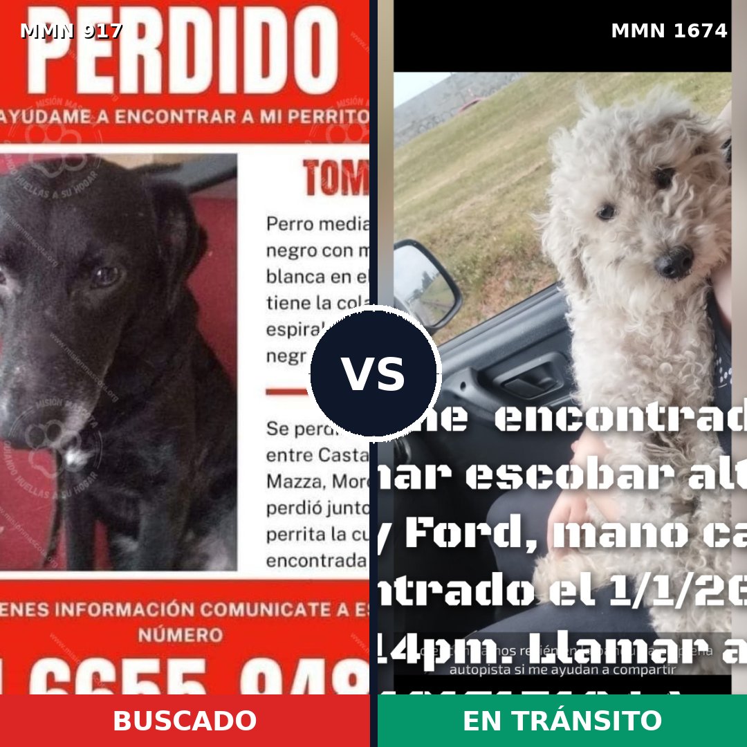 Comparativa MMS 36167: mascota perdida y mascota encontrada, 54% de similitud