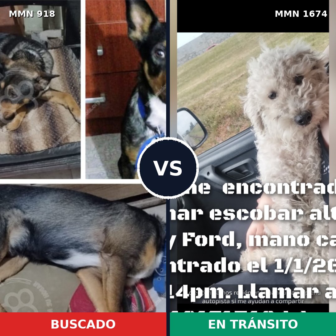 Comparativa MMS 36168: mascota perdida y mascota encontrada, 42% de similitud