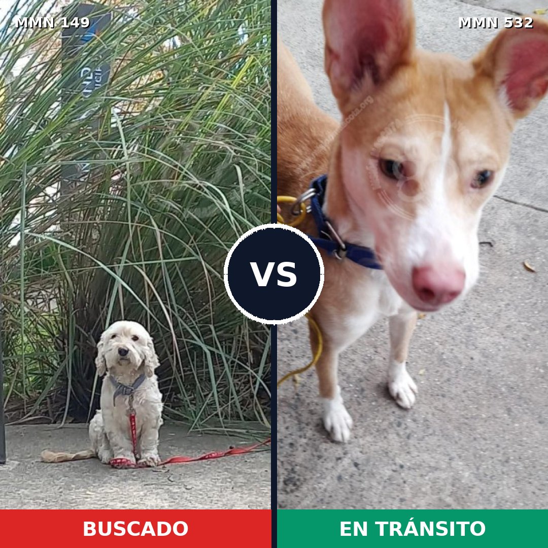 Comparativa MMS 3617: mascota perdida y mascota encontrada, 63% de similitud