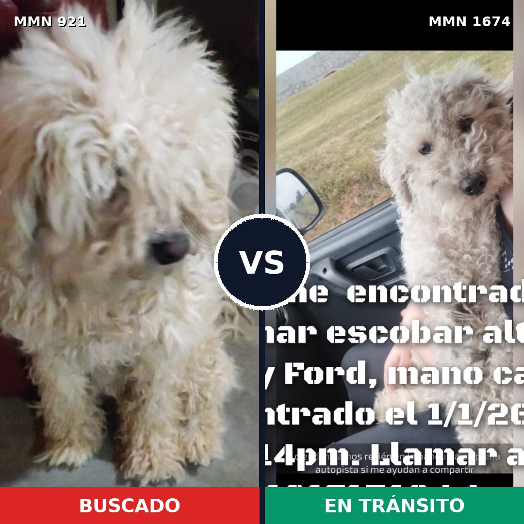 Comparativa MMS 36171: mascota perdida y mascota encontrada, 40% de similitud