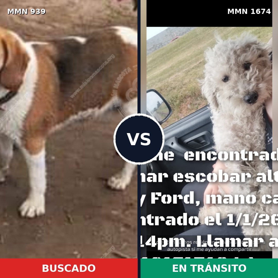 Comparativa MMS 36172: mascota perdida y mascota encontrada, 43% de similitud