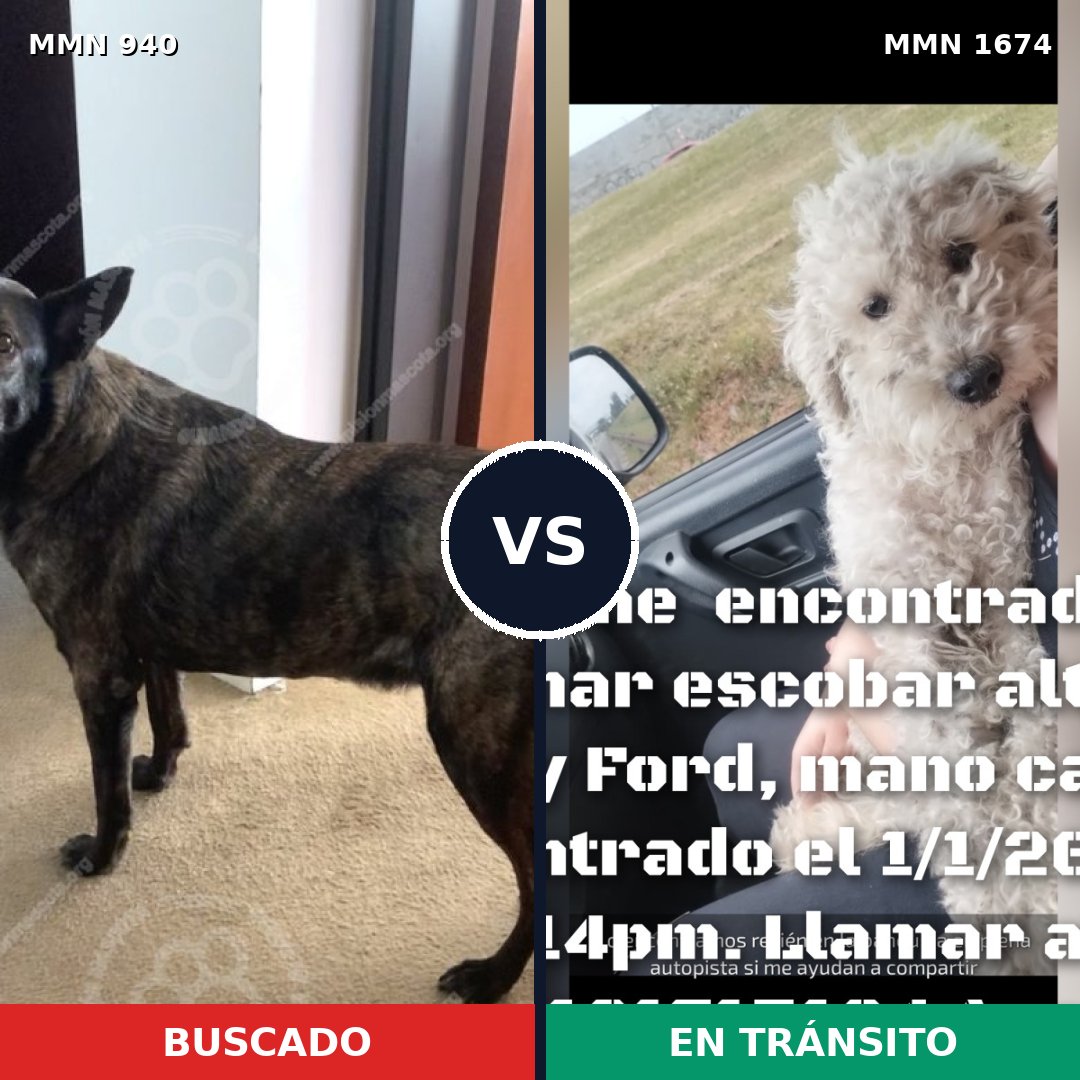 Comparativa MMS 36173: mascota perdida y mascota encontrada, 26% de similitud