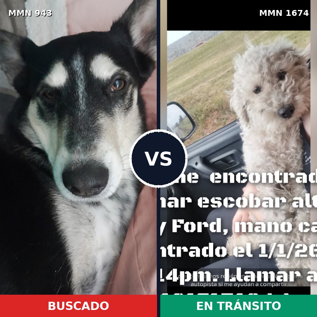 Comparativa MMS 36174: mascota perdida y mascota encontrada, 46% de similitud