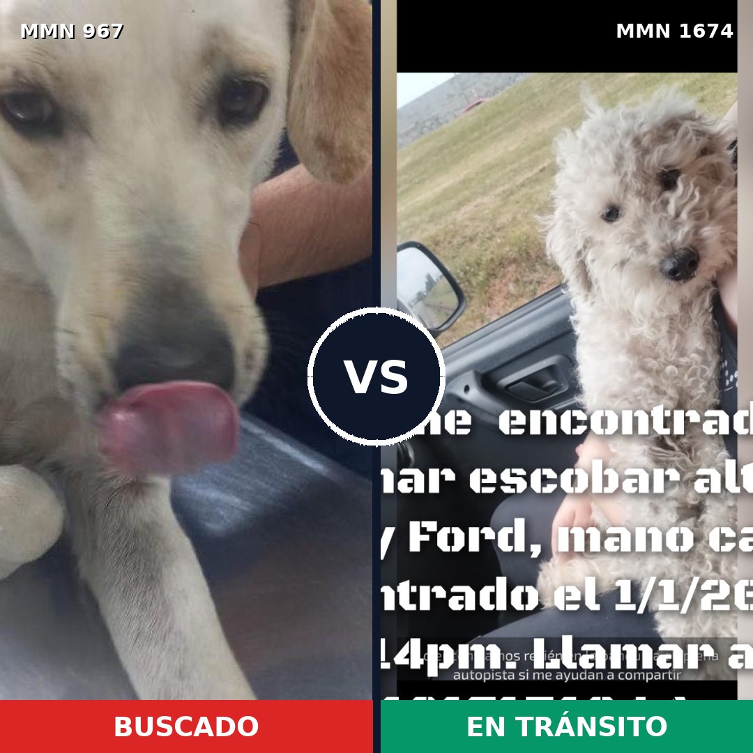 Comparativa MMS 36176: mascota perdida y mascota encontrada, 46% de similitud