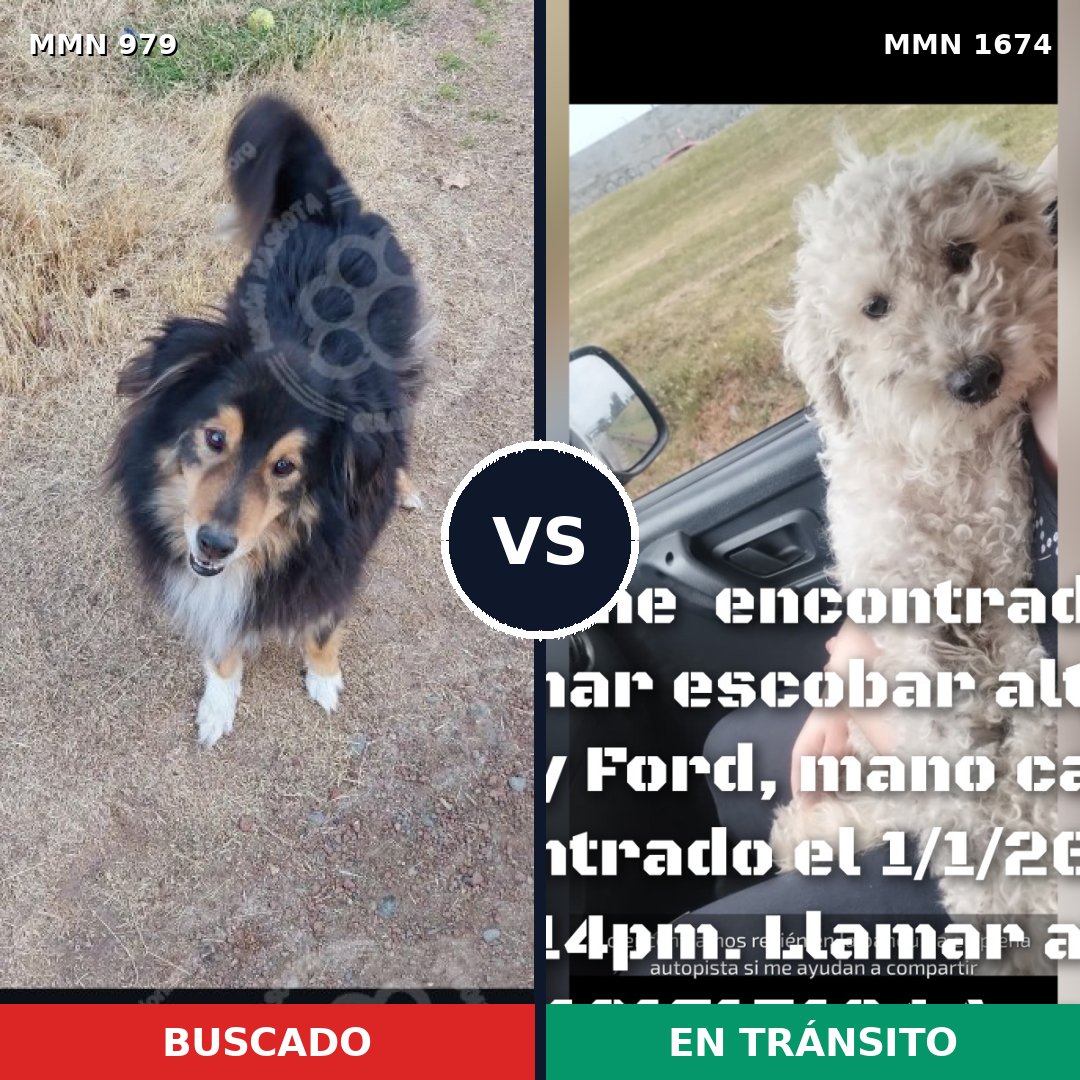Comparativa MMS 36178: mascota perdida y mascota encontrada, 38% de similitud