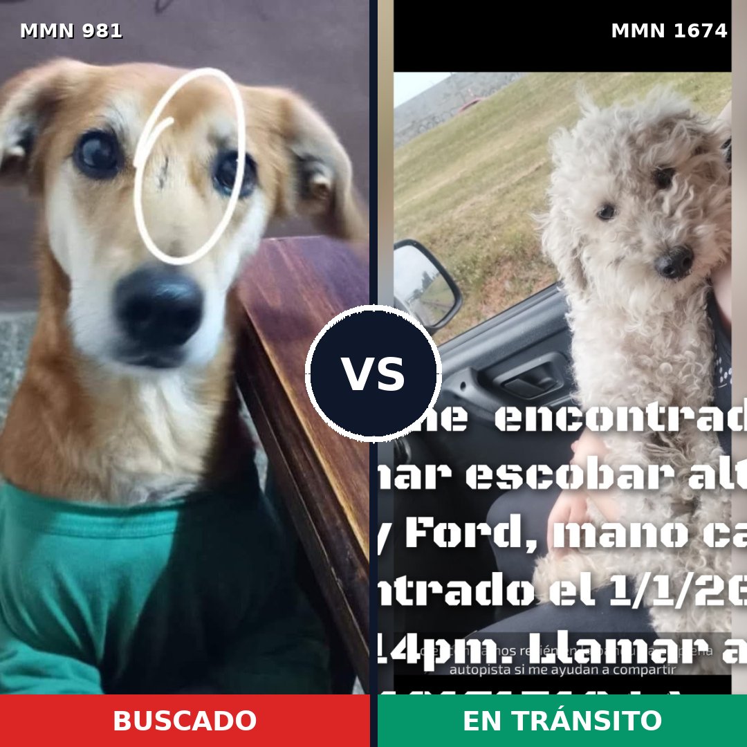 Comparativa MMS 36179: mascota perdida y mascota encontrada, 57% de similitud