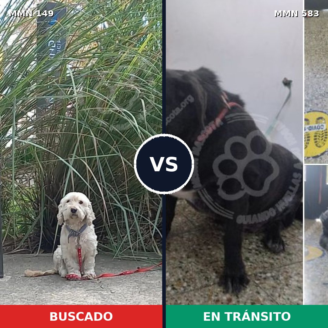 Comparativa MMS 3618: mascota perdida y mascota encontrada, 66% de similitud