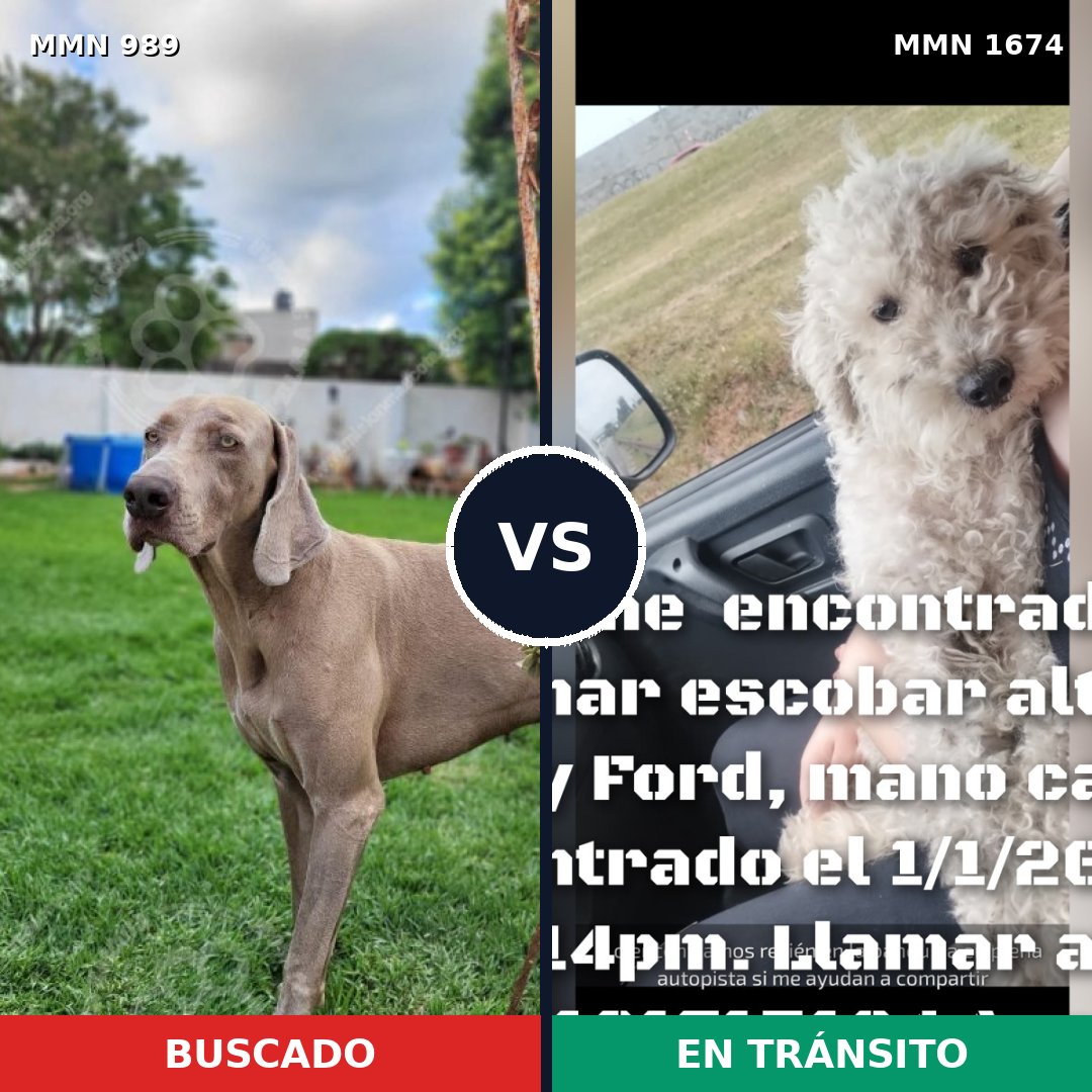 Comparativa MMS 36180: mascota perdida y mascota encontrada, 36% de similitud