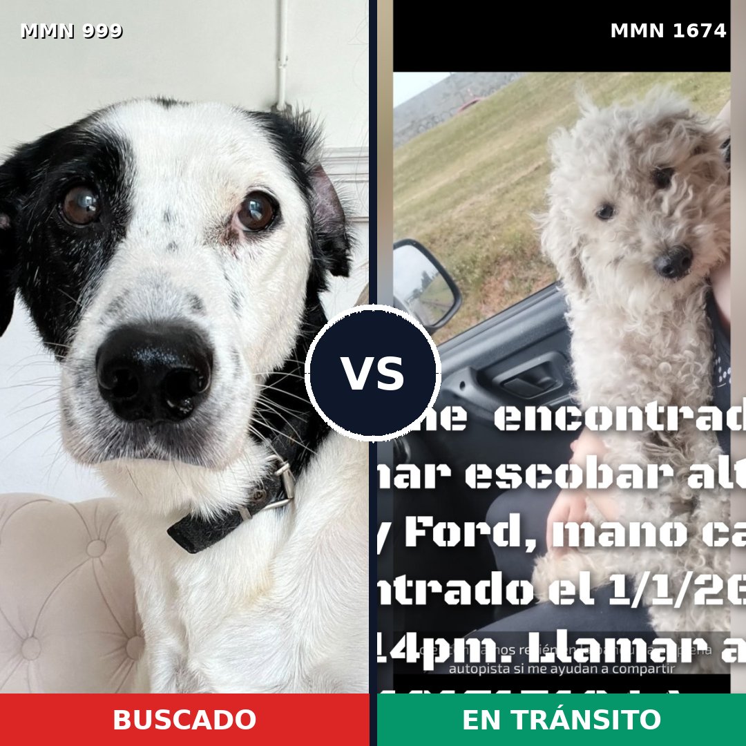 Comparativa MMS 36181: mascota perdida y mascota encontrada, 53% de similitud