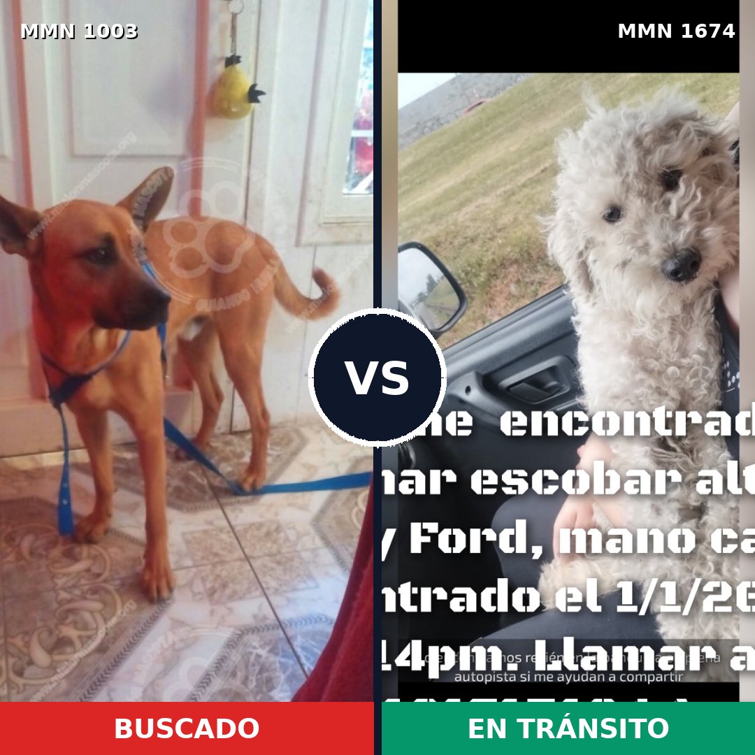 Comparativa MMS 36182: mascota perdida y mascota encontrada, 38% de similitud