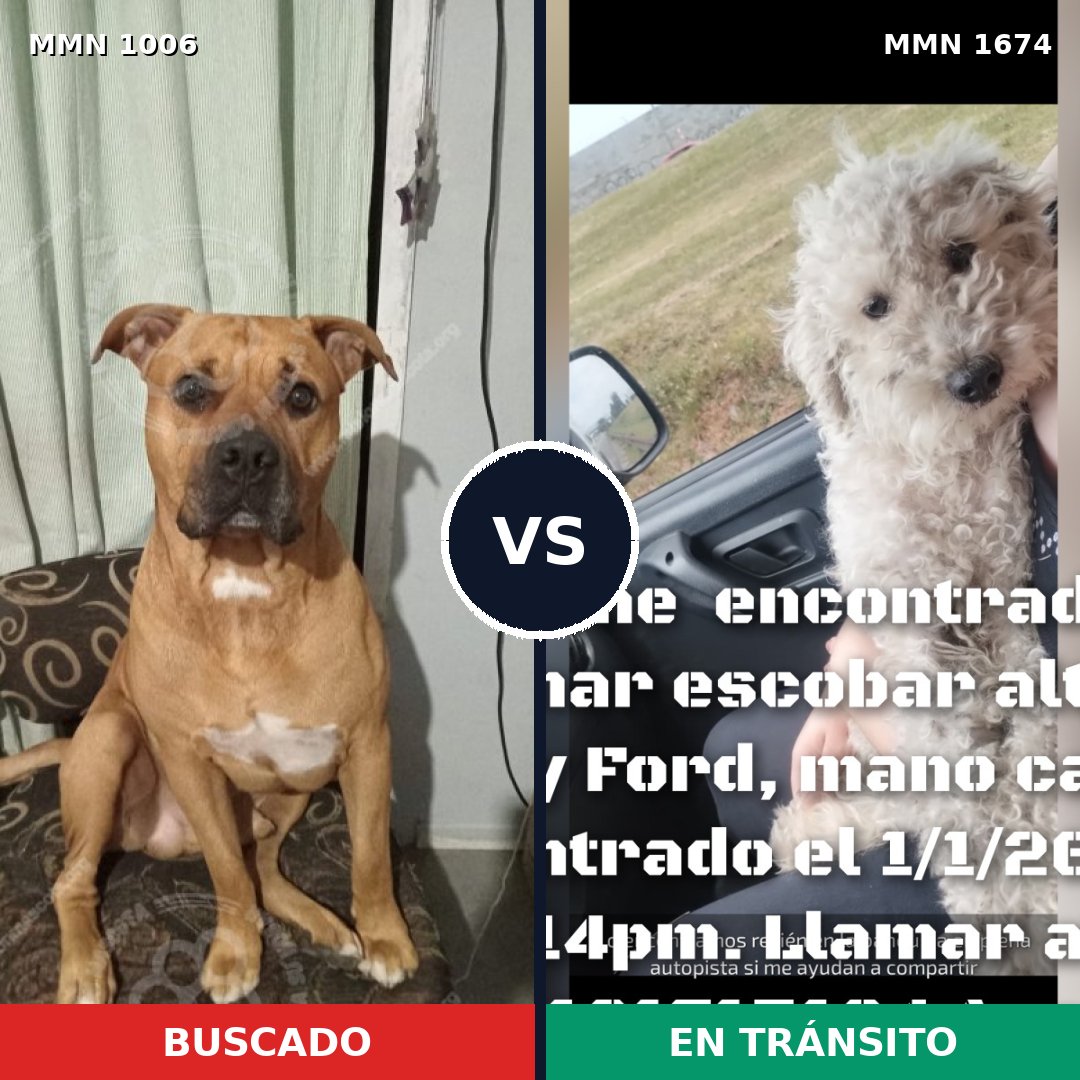Comparativa MMS 36183: mascota perdida y mascota encontrada, 42% de similitud