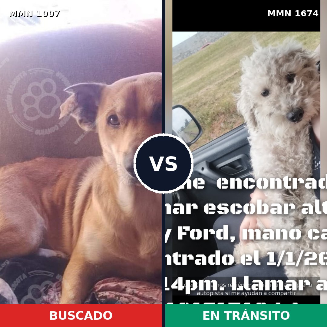 Comparativa MMS 36184: mascota perdida y mascota encontrada, 48% de similitud