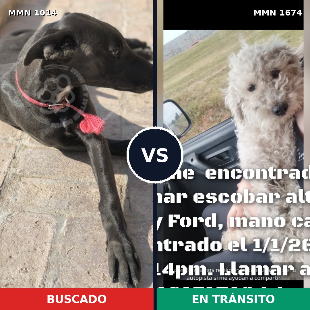 Comparativa MMS 36185: mascota perdida y mascota encontrada, 38% de similitud