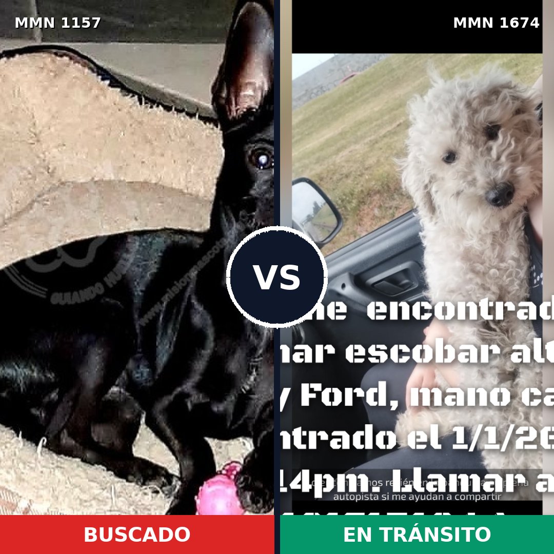 Comparativa MMS 36187: mascota perdida y mascota encontrada, 31% de similitud