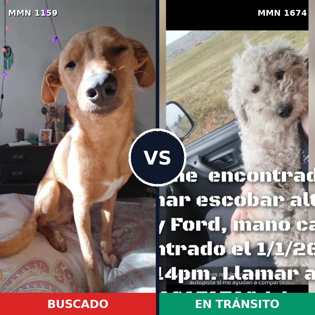 Comparativa MMS 36188: mascota perdida y mascota encontrada, 41% de similitud