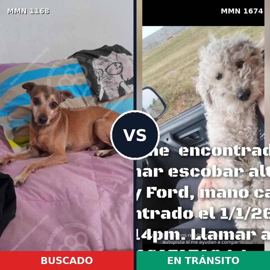 Comparativa MMS 36189: mascota perdida y mascota encontrada, 38% de similitud