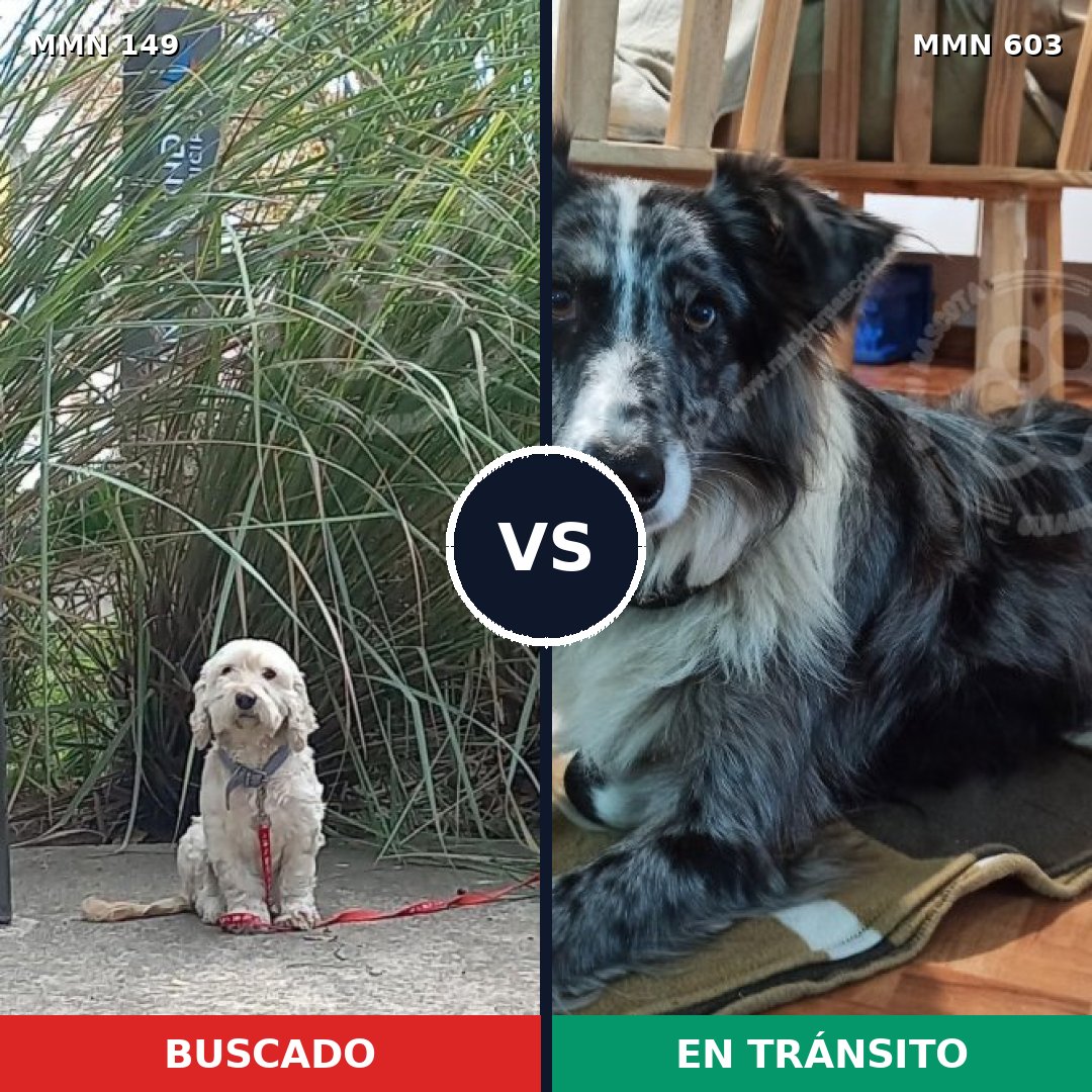 Comparativa MMS 3619: mascota perdida y mascota encontrada, 5% de similitud