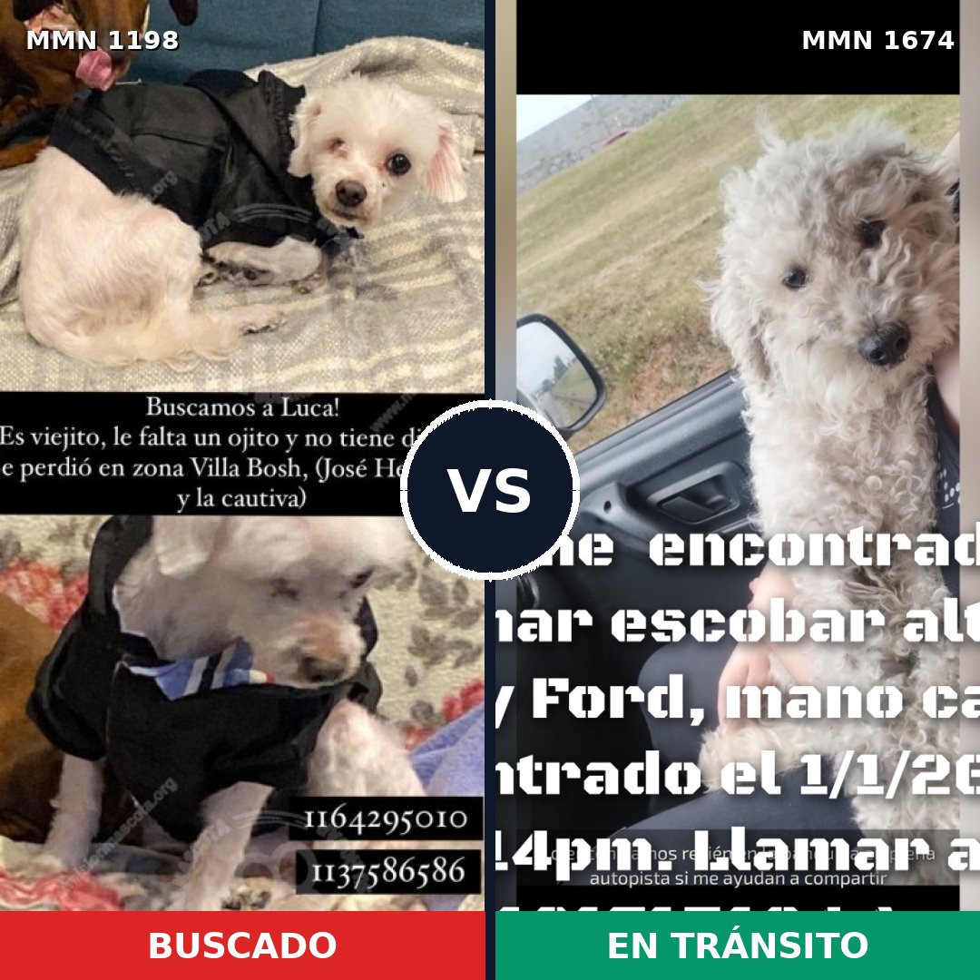 Comparativa MMS 36190: mascota perdida y mascota encontrada, 47% de similitud