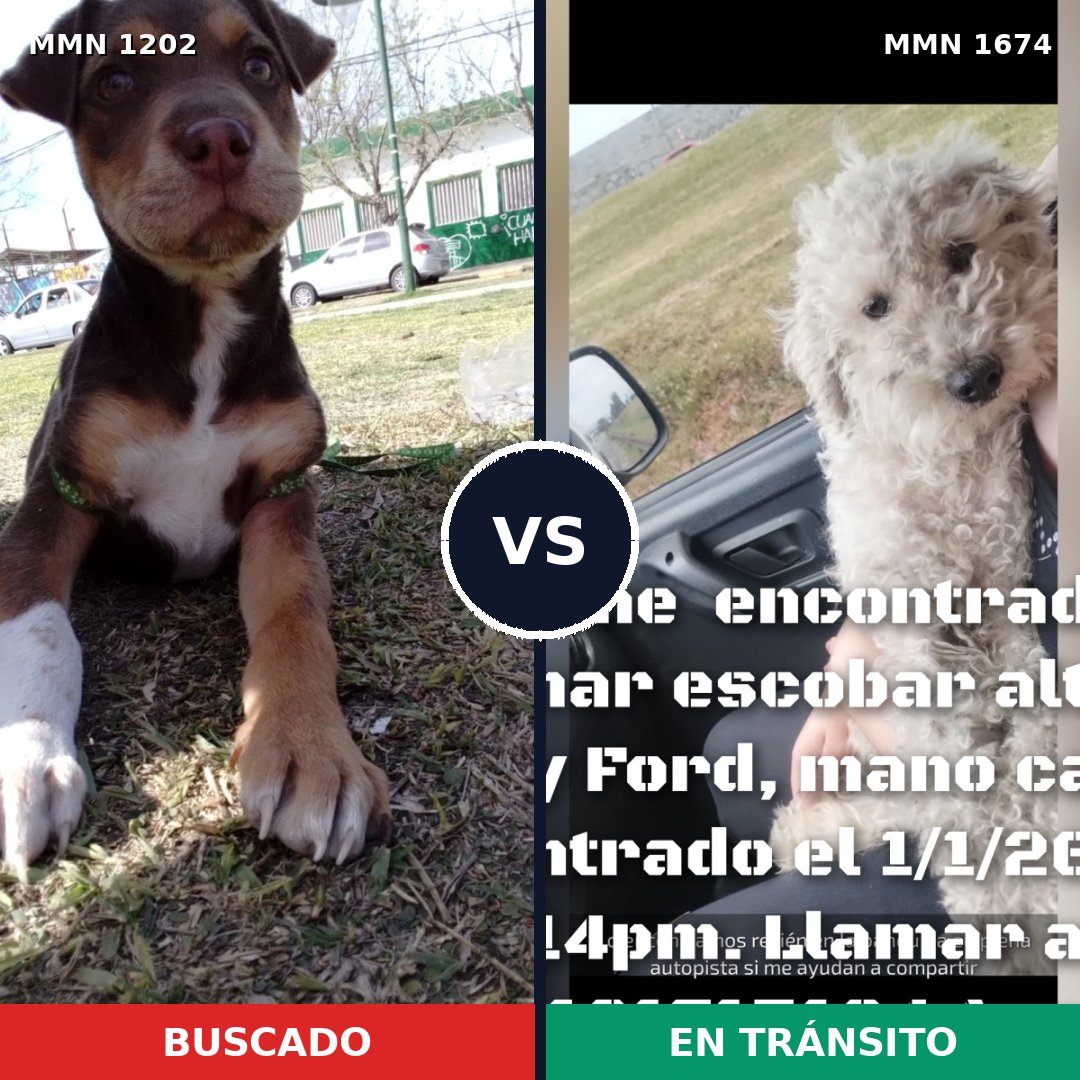Comparativa MMS 36191: mascota perdida y mascota encontrada, 40% de similitud