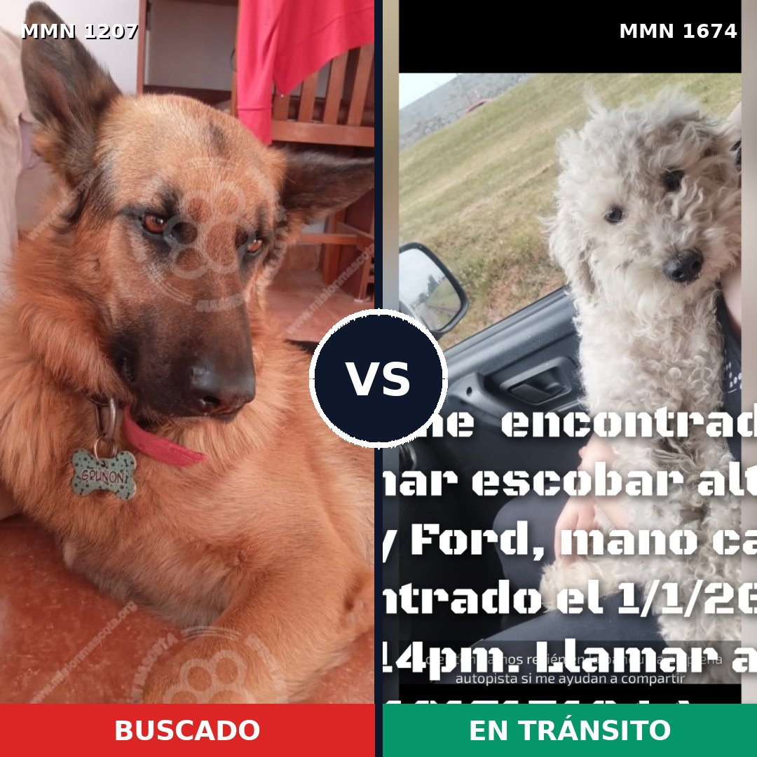 Comparativa MMS 36192: mascota perdida y mascota encontrada, 27% de similitud