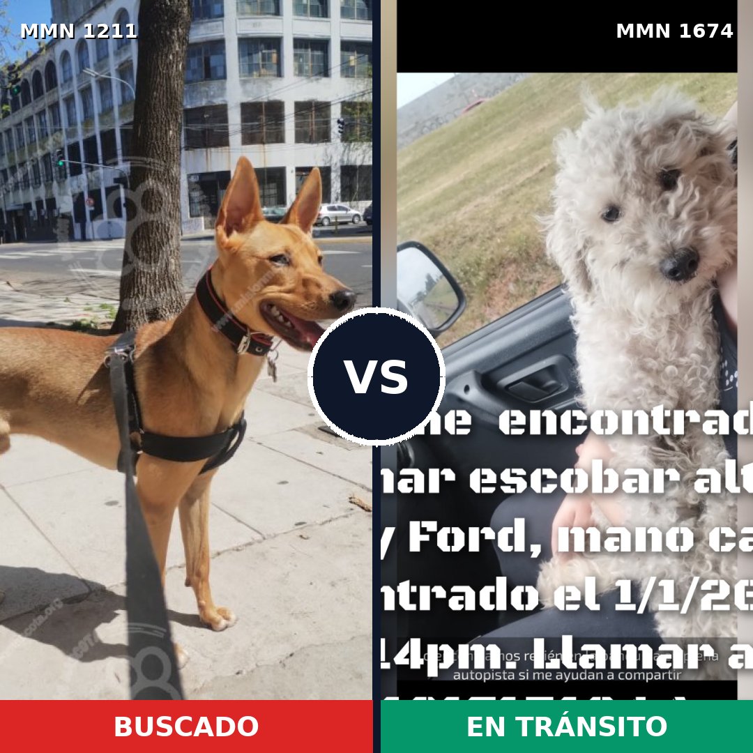 Comparativa MMS 36193: mascota perdida y mascota encontrada, 53% de similitud