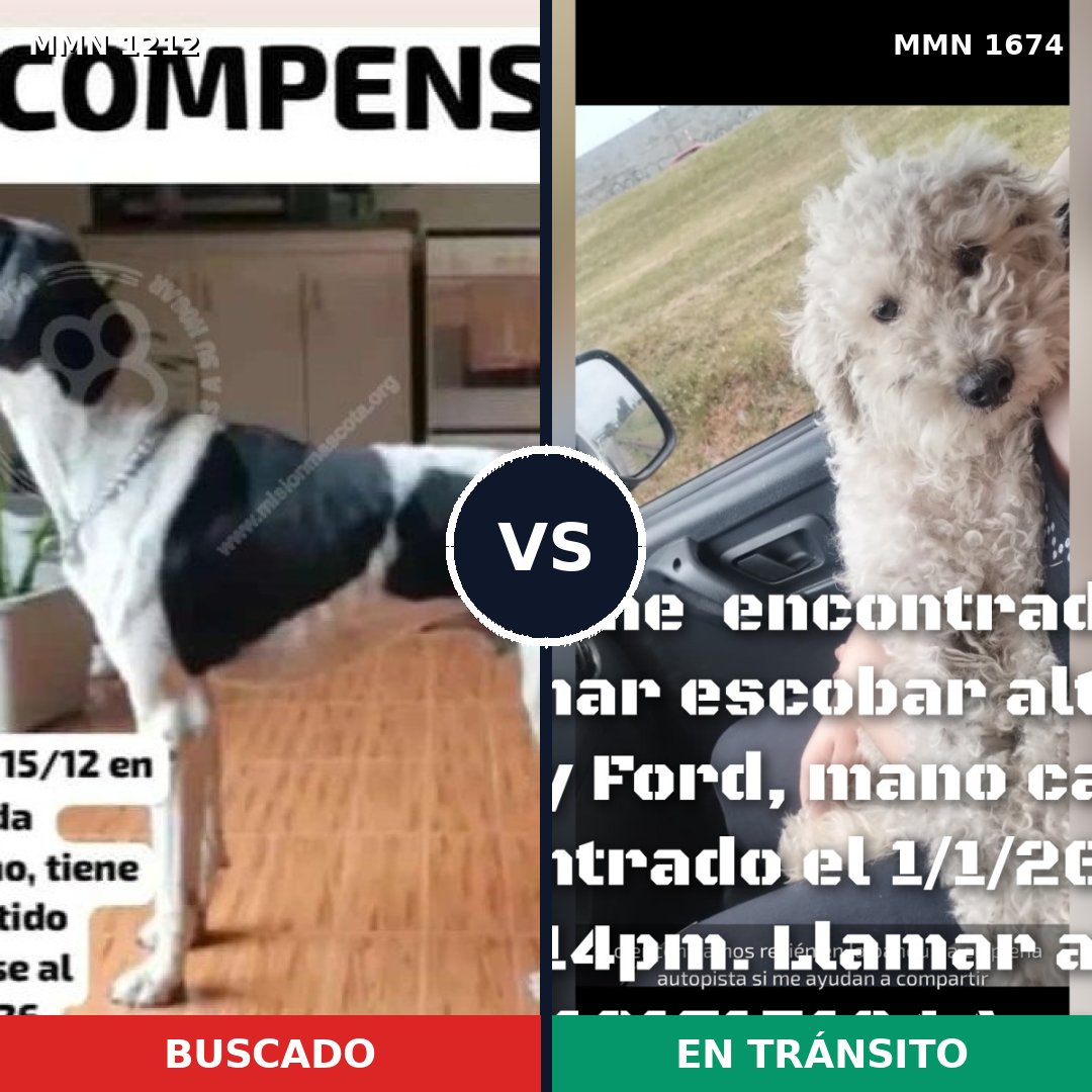 Comparativa MMS 36194: mascota perdida y mascota encontrada, 43% de similitud