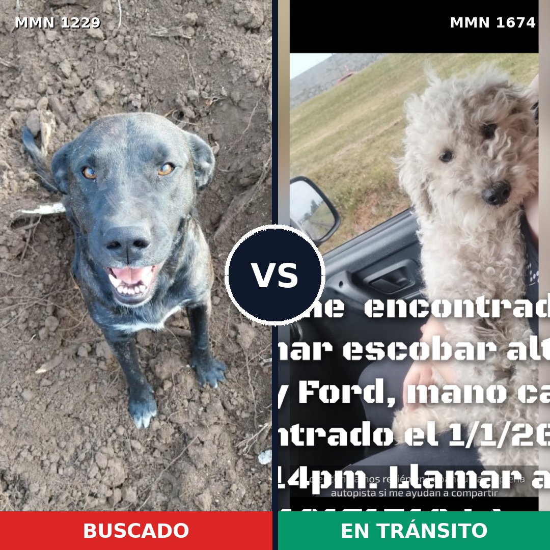 Comparativa MMS 36196: mascota perdida y mascota encontrada, 32% de similitud