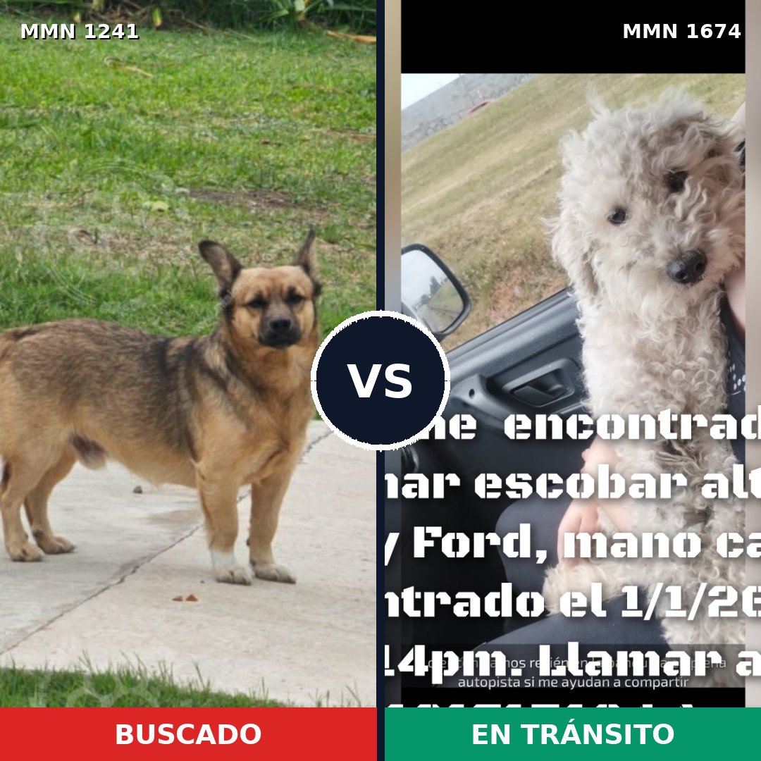 Comparativa MMS 36197: mascota perdida y mascota encontrada, 42% de similitud