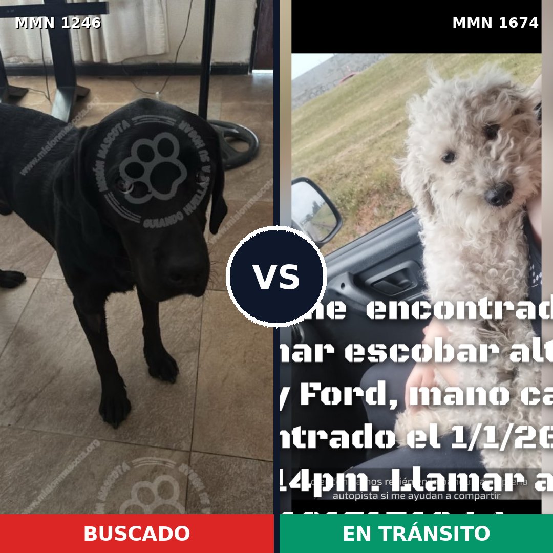 Comparativa MMS 36198: mascota perdida y mascota encontrada, 39% de similitud