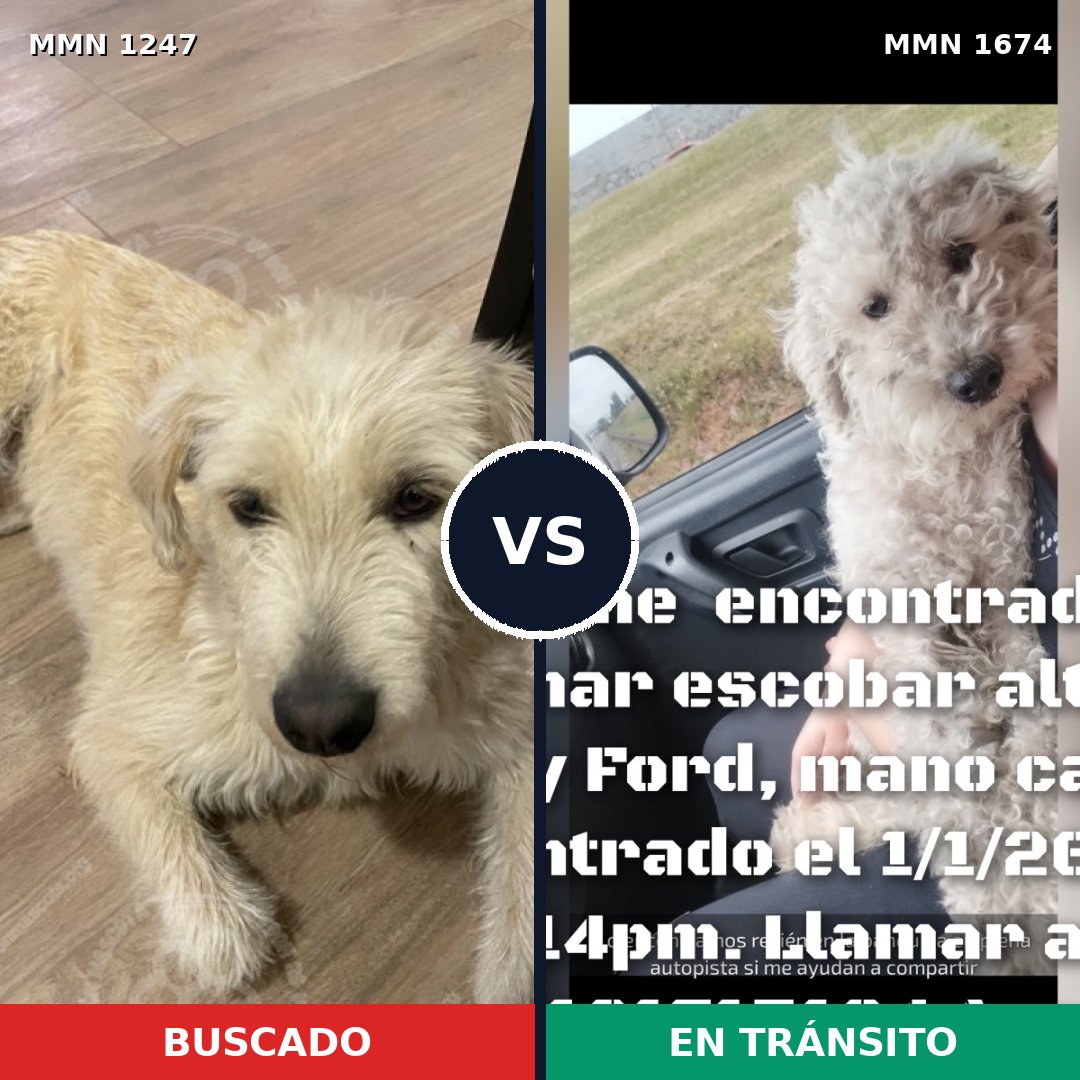 Comparativa MMS 36199: mascota perdida y mascota encontrada, 56% de similitud