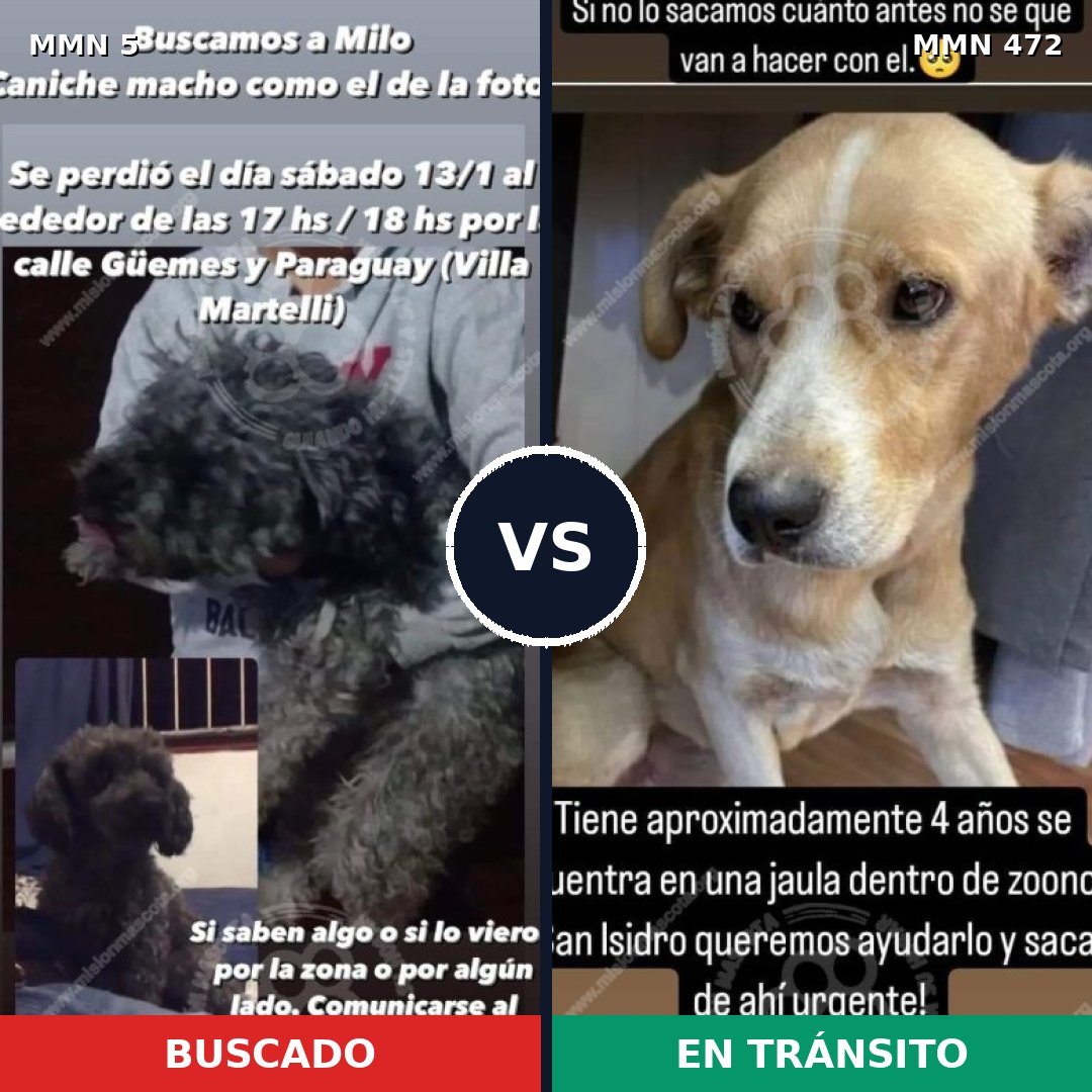 Comparativa MMS 362: mascota perdida y mascota encontrada, 31% de similitud