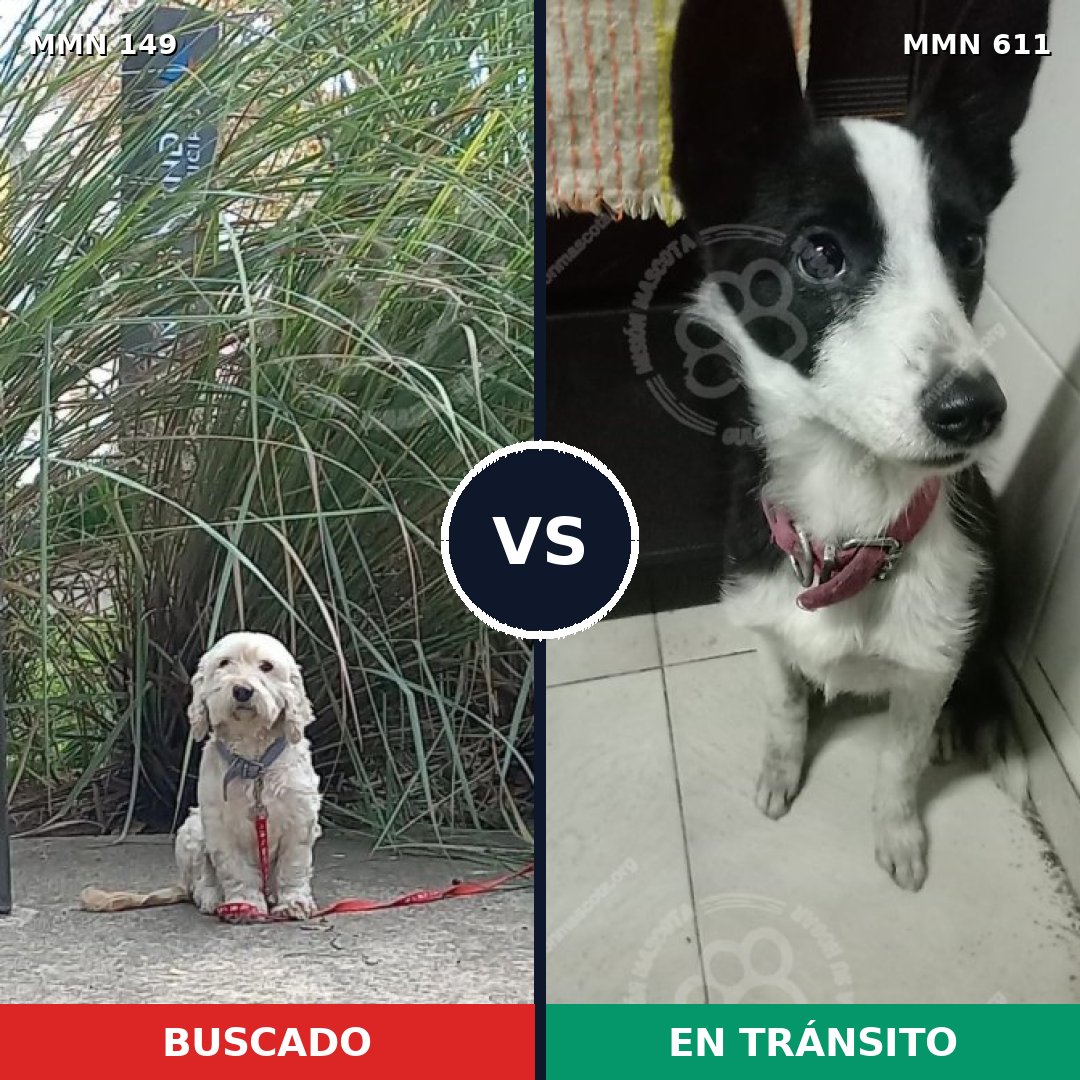 Comparativa MMS 3620: mascota perdida y mascota encontrada, 67% de similitud