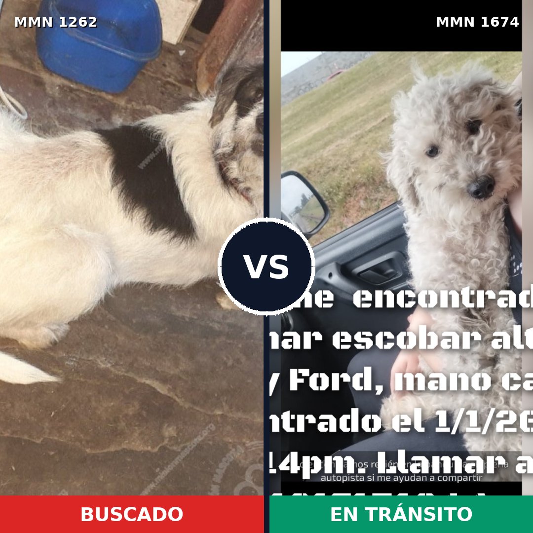 Comparativa MMS 36201: mascota perdida y mascota encontrada, 50% de similitud