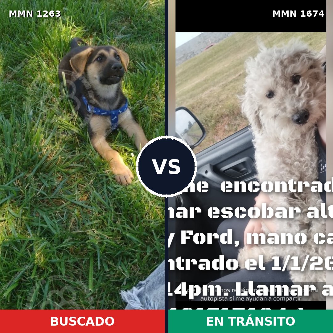 Comparativa MMS 36202: mascota perdida y mascota encontrada, 31% de similitud